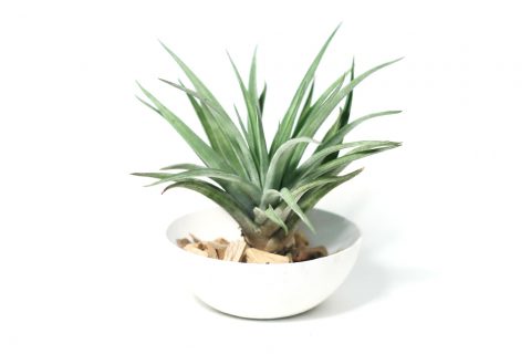 tillandsia-brachycaulus-multiflora