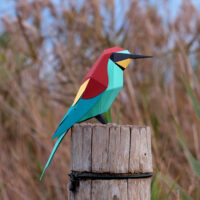 Plego Bienenfresser / Merops apiaster – Bild 2