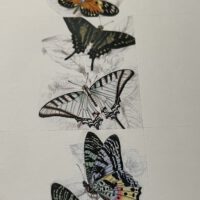Pepin Press Stickerbuch Butterflies | Pepin press – Bild 3