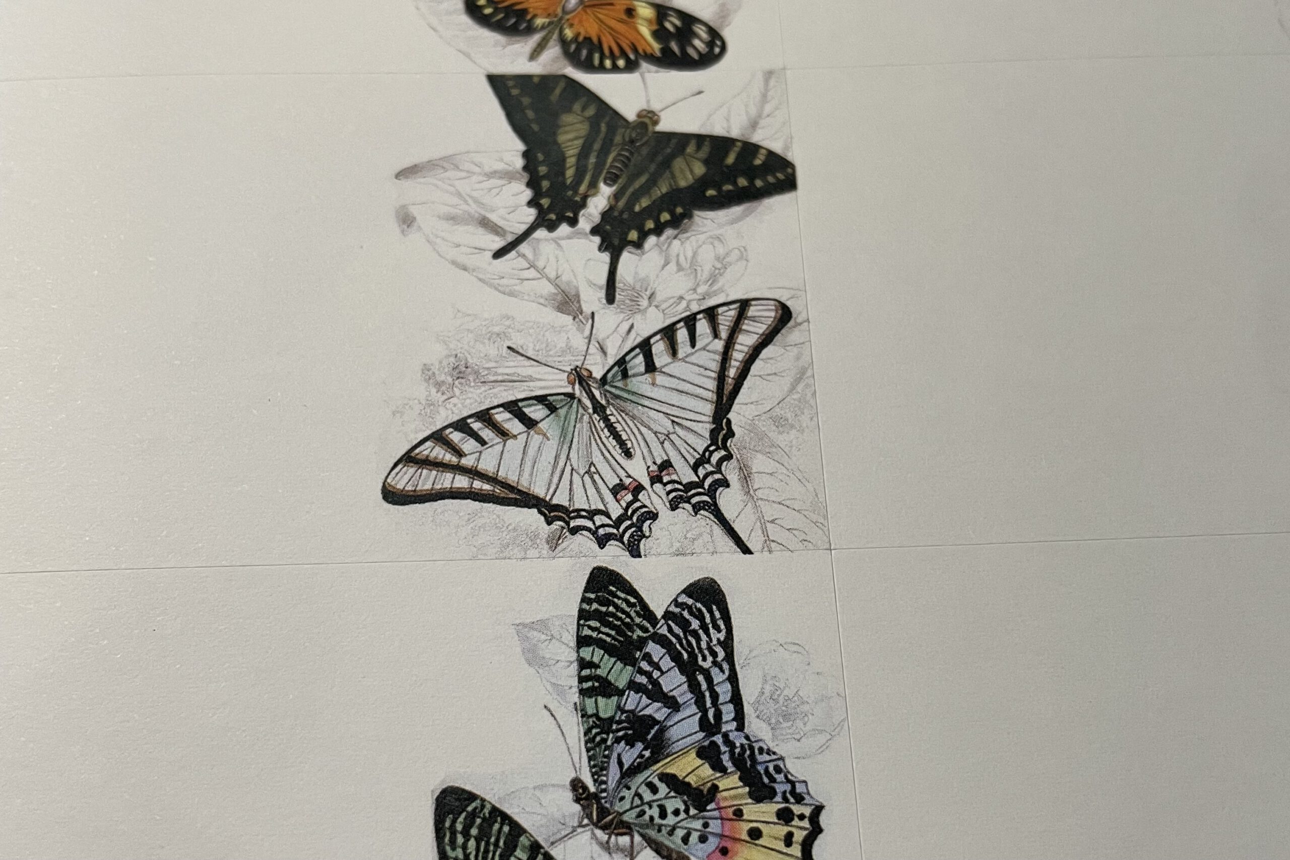 Pepin Press Stickerbuch Butterflies | Pepin press – Bild 3