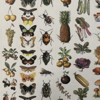 Pepin Press Stickerbuch Natural History | Pepin press – Bild 4