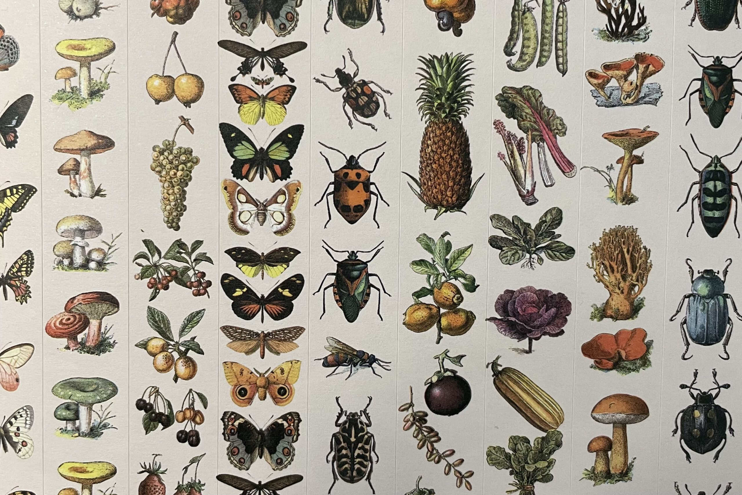 Pepin Press Stickerbuch Natural History | Pepin press – Bild 4