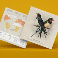 Plego Schwalbe /Hirundo rustica – Bild 2