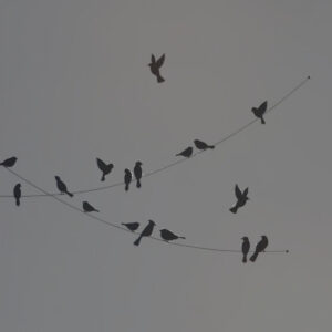 Assembli »Urban Birds«