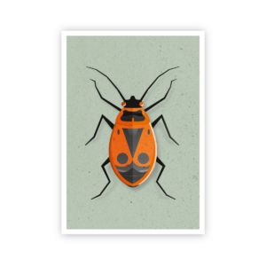 Postkarte »Feuerwanze«