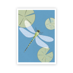 Postkarte »Libelle«